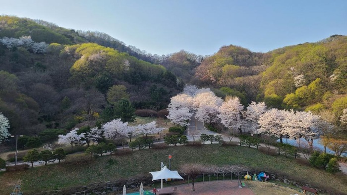 240412_남양주 벚꽃명소 에덴요양병원 - 