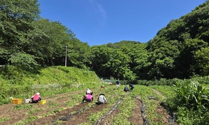 260703_ 병원 텃밭 감자수확