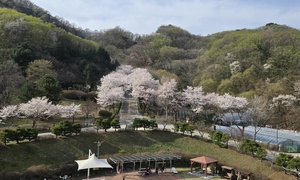 260417_남양주 벚꽃 명소 에덴요양병원
