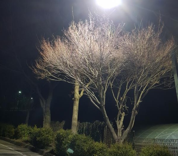 200325_봄의 언저리 - 