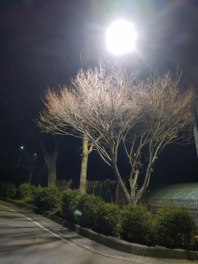 200325_봄의 언저리 - 