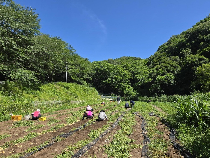 260703_ 에덴요양병원 텃밭 감자수확 -