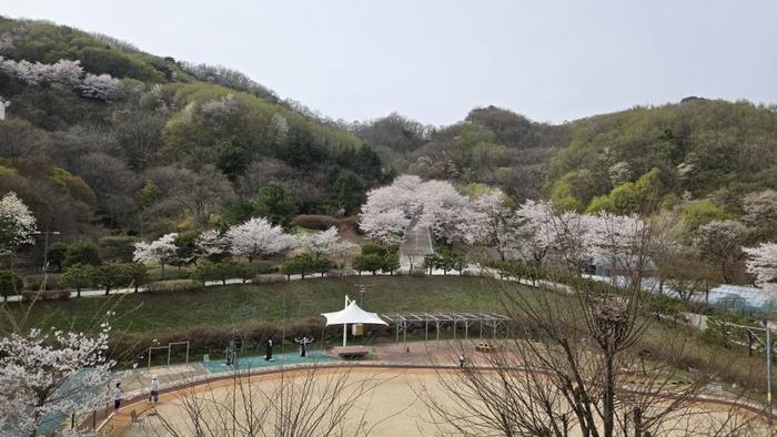 250418_남양주 벚꽃 명소 에덴요양병원 - 