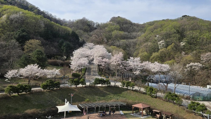 260417_남양주 벚꽃 명소 에덴요양병원 - 